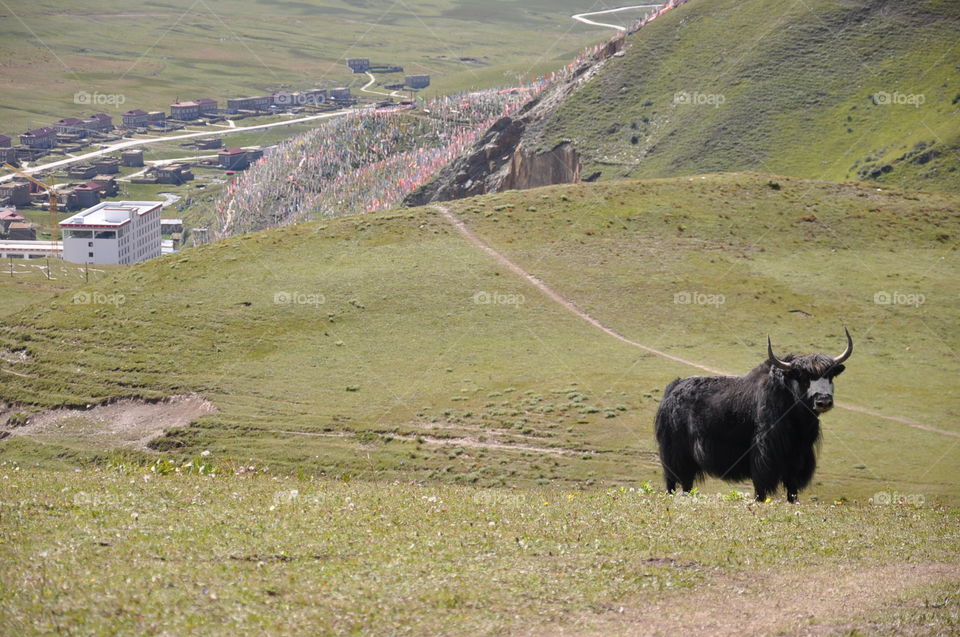 yak in Tibetan mountains