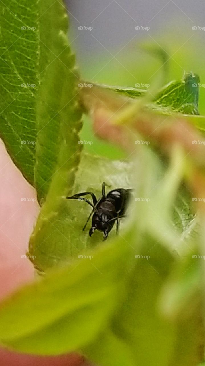 Angry ant inside leaf