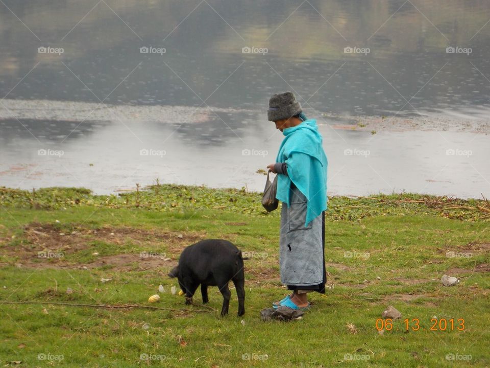 Feeding the pig 