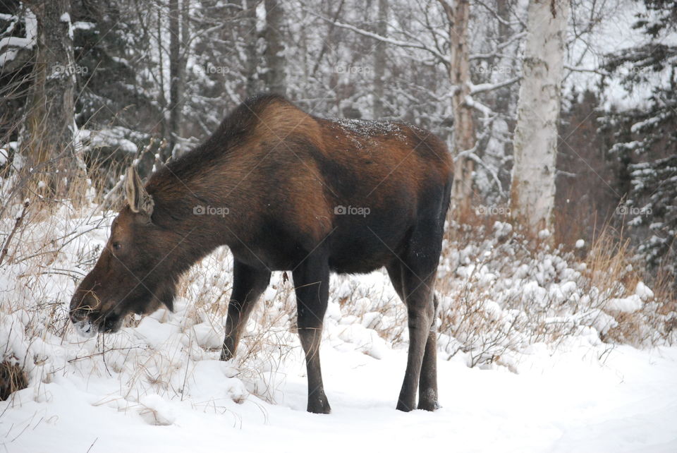 Big moose getting a snack in the snow ❄️