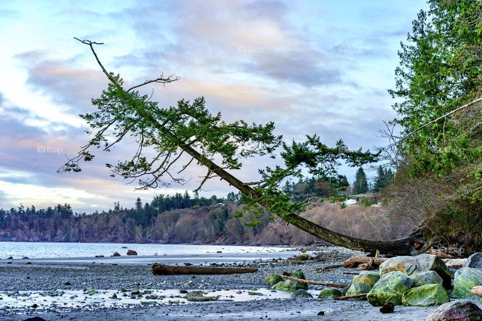 Leaning tree at the ocean shore in Victoria, British Columbia, Canada 
