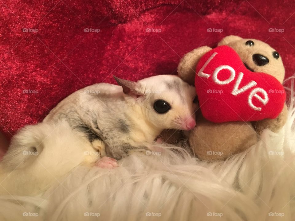 Mosaic sugar glider snuggling a teddy bear holding a love heart with fuzzy white ground and velvet red background. 