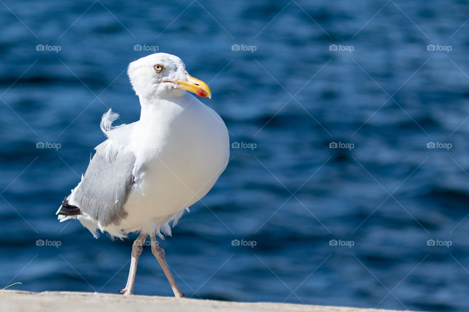 Grumpy looking seagull bird walking by the blue ocean 