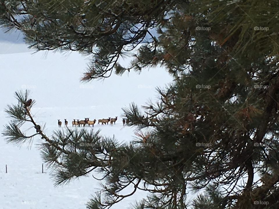 Herd of elk in our lower field!