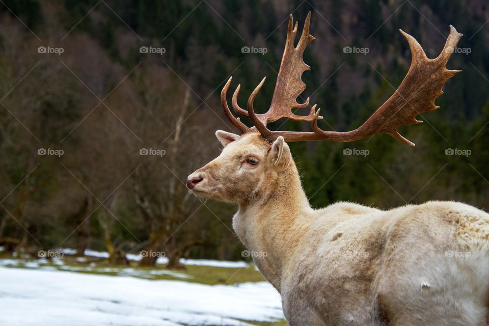 Beautiful brown deer