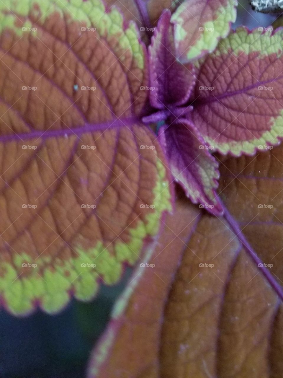 Copper Coleus