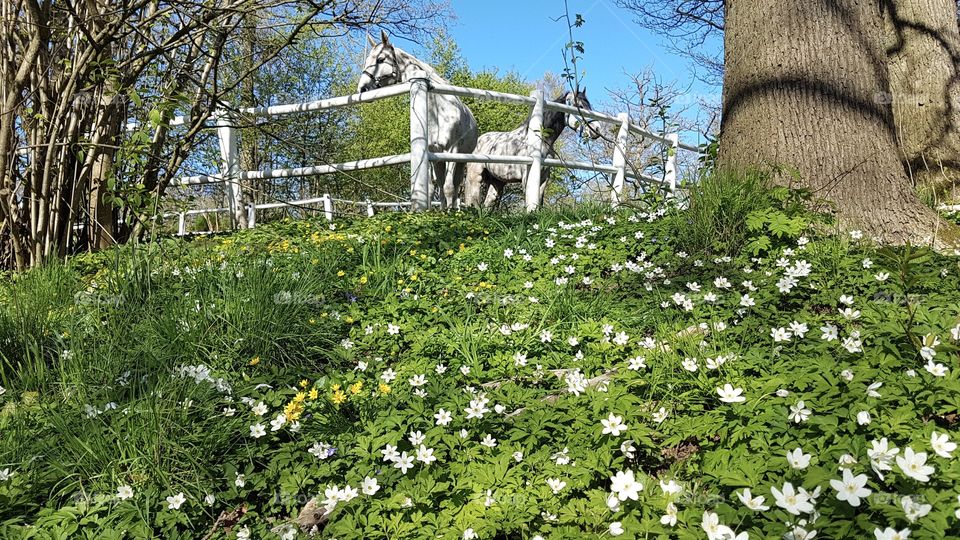 Spring flowers and horses on a beautiful day with blue sky - vårblommor och hästar en fin dag med blå himmel 