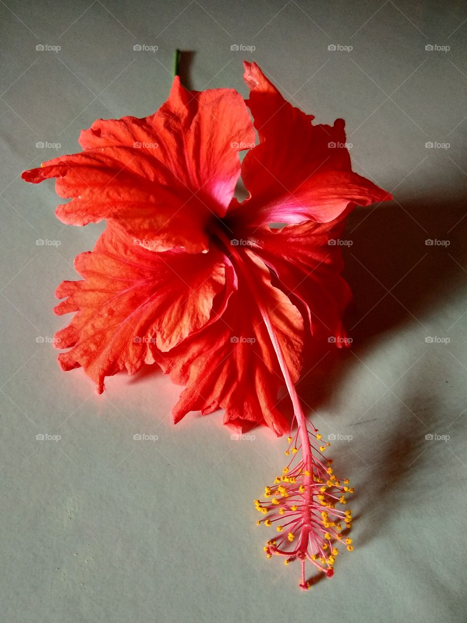 hibiscus,flower