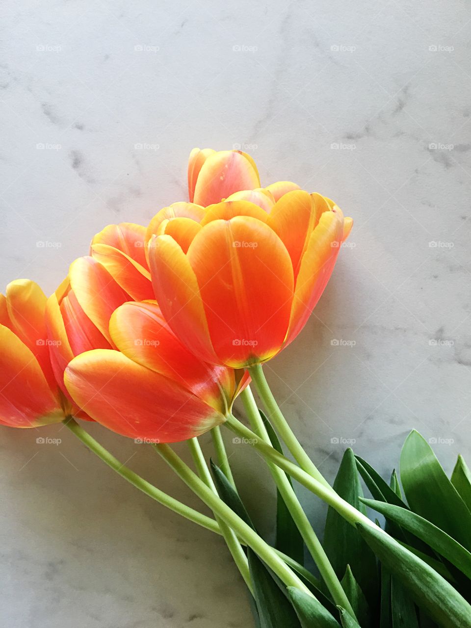 Orange tulips on floor