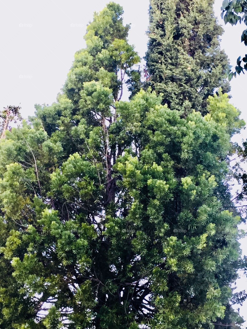 Beautiful green and lustrous tree