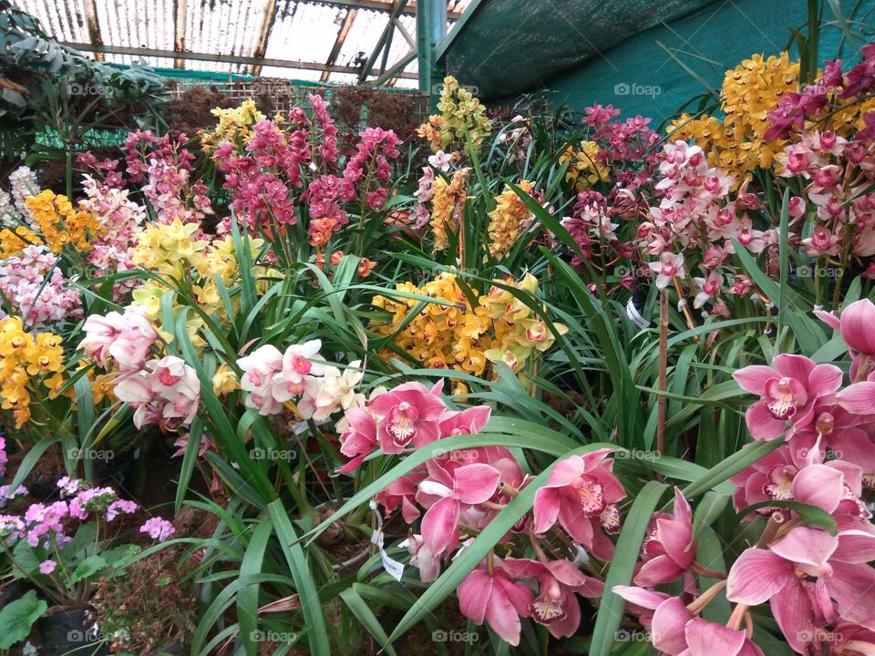Bunch of Orchids