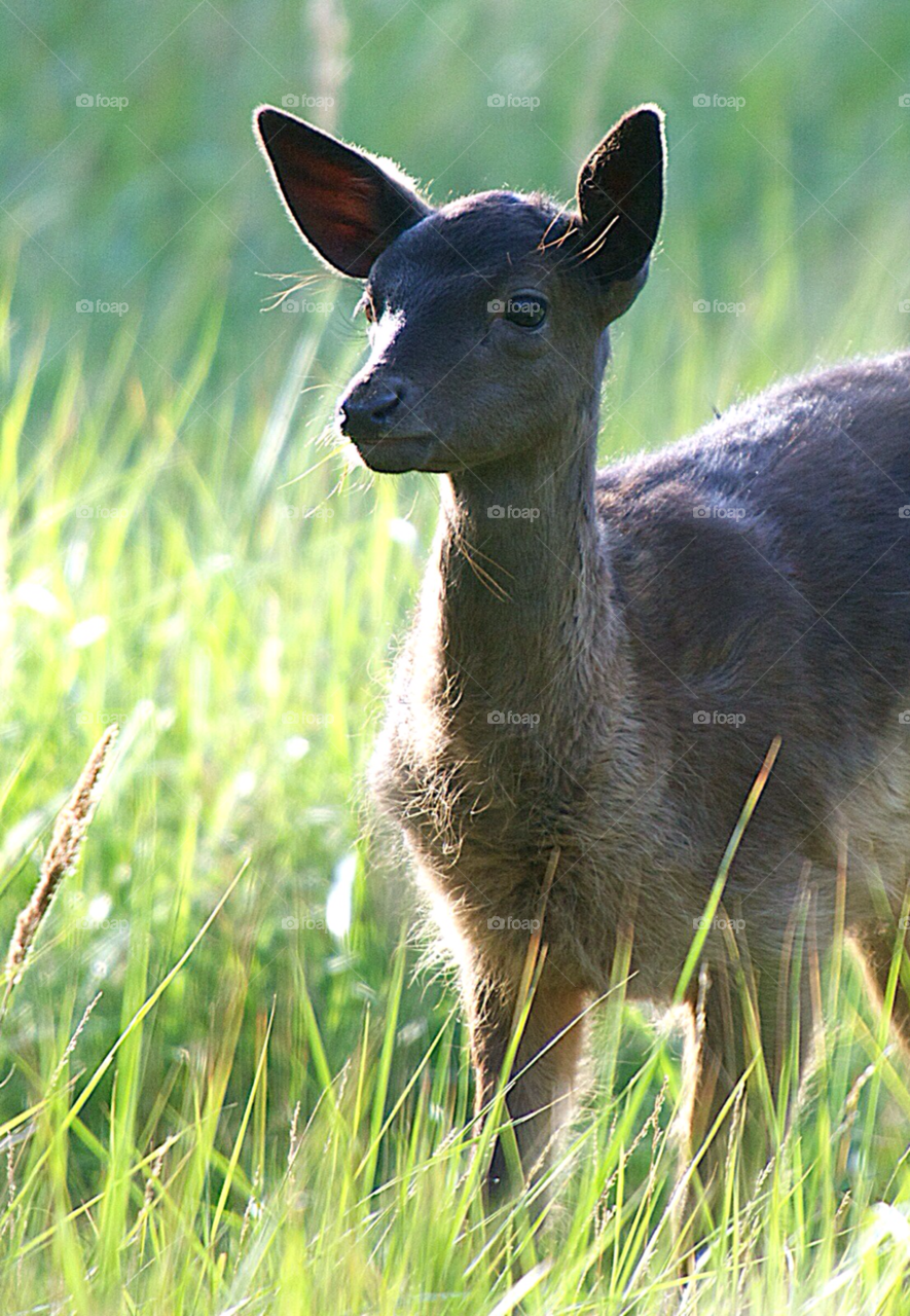 grass