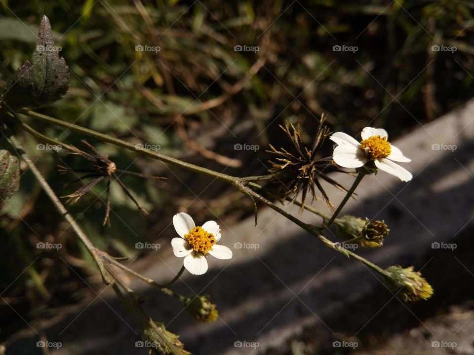 some tiny wild flowers