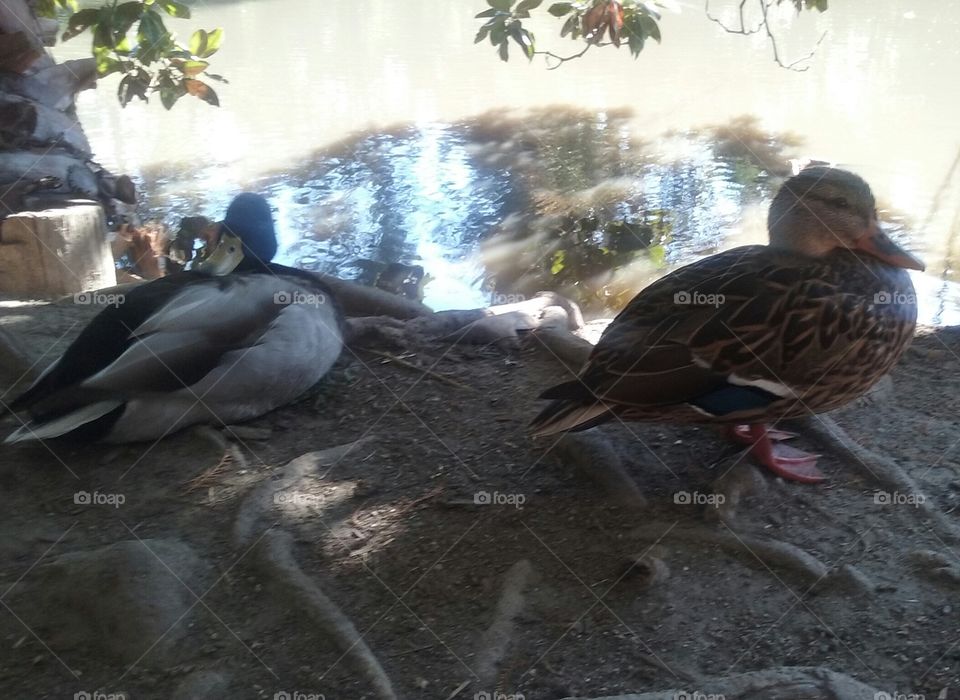 A pair of ducks lounge outside their pond waters, never really getting a chance to  mumble more than a quick hello.
