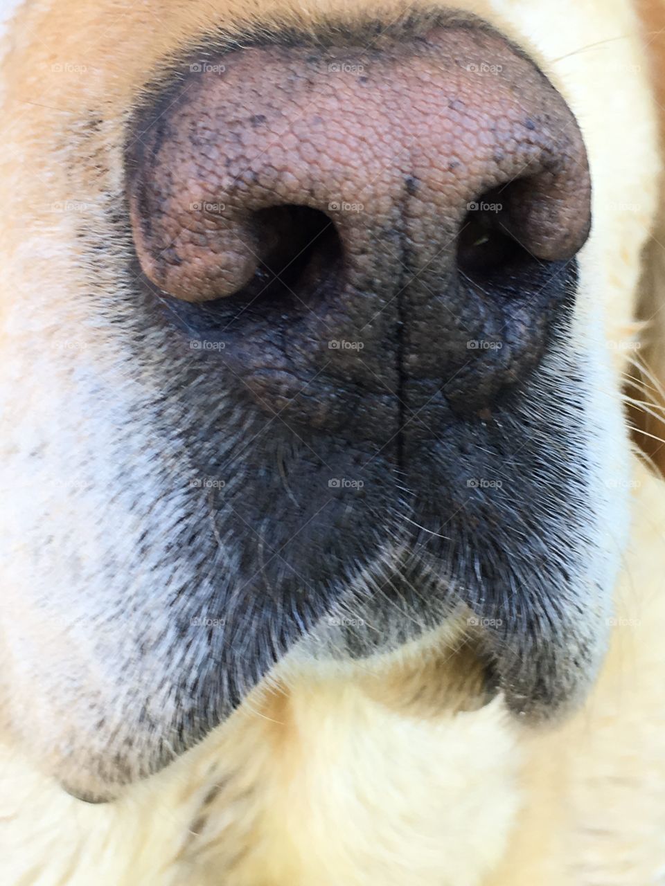 Lab Snout