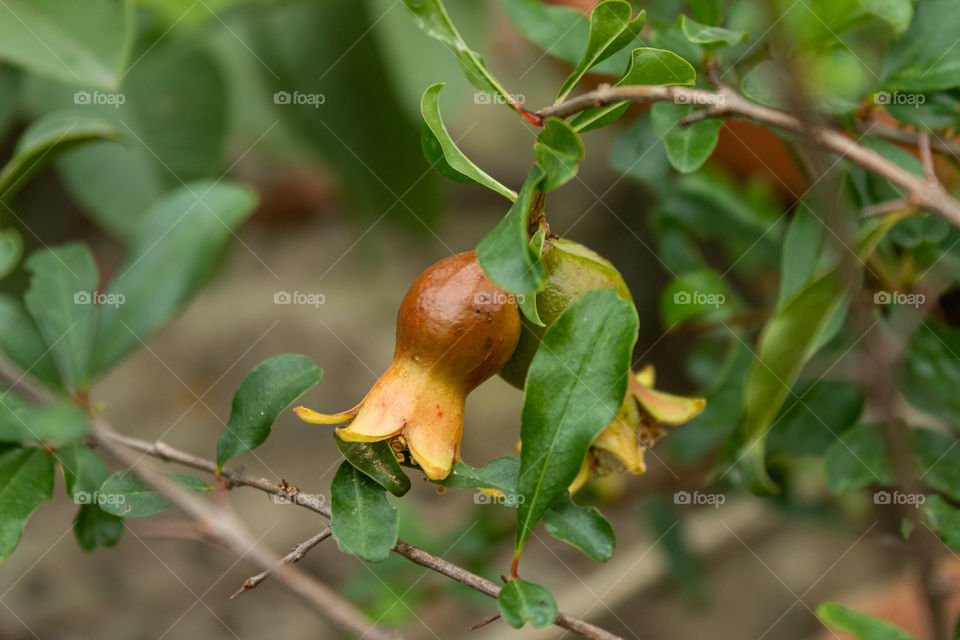 Pomegranate