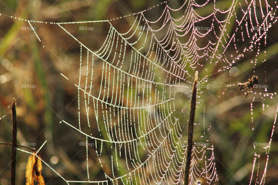 Cobwebs with droplets of water