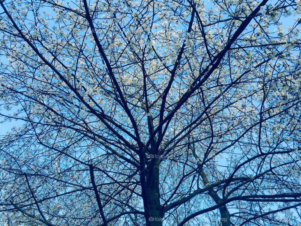 Cherry blossom tree in spring 