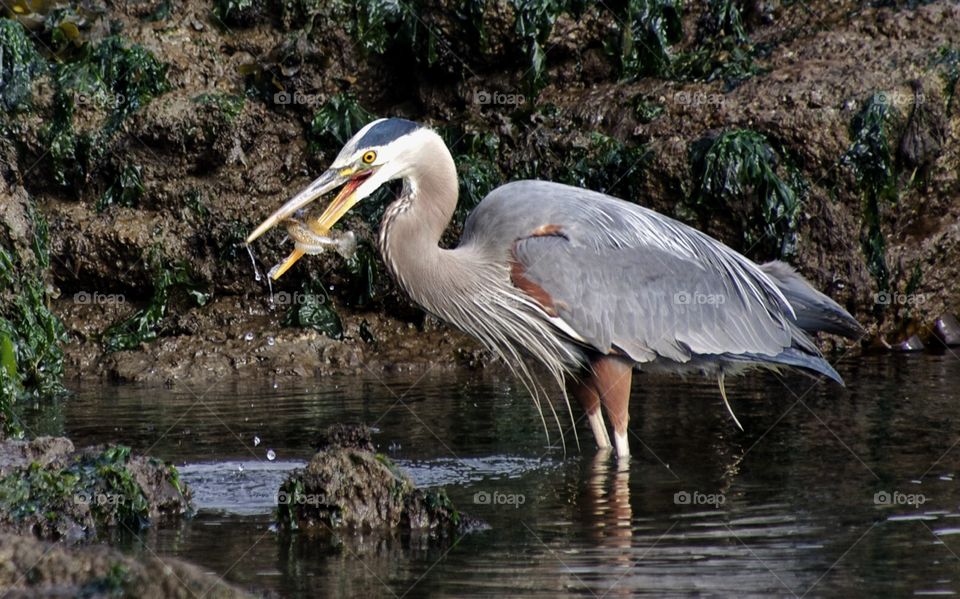 Great blue heron with fish