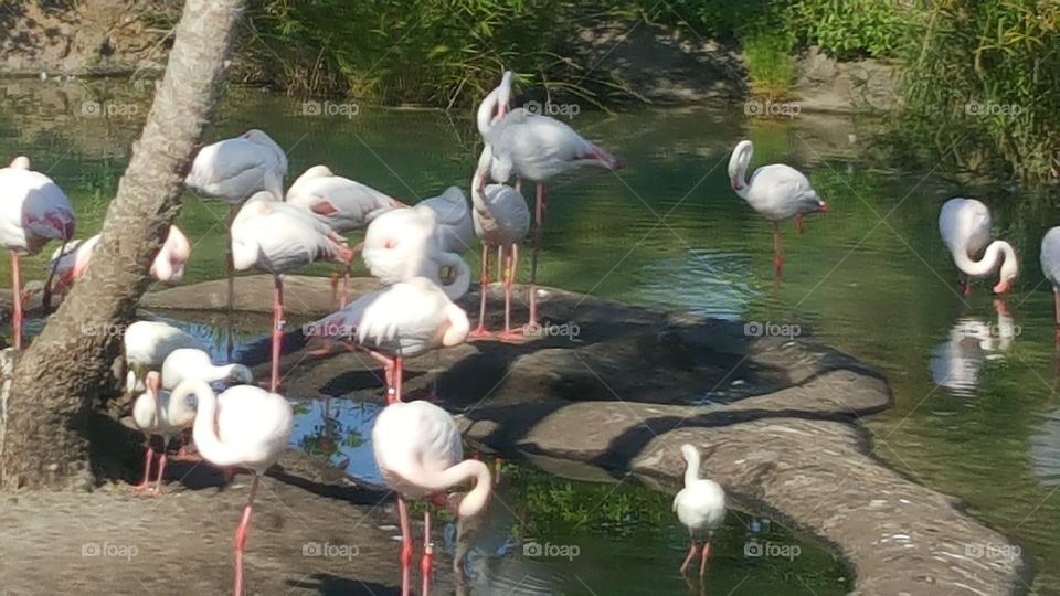 The flamingos bask in the summer sun at Animal Kingdom at the Walt Disney World Resort in Orlando, Florida.