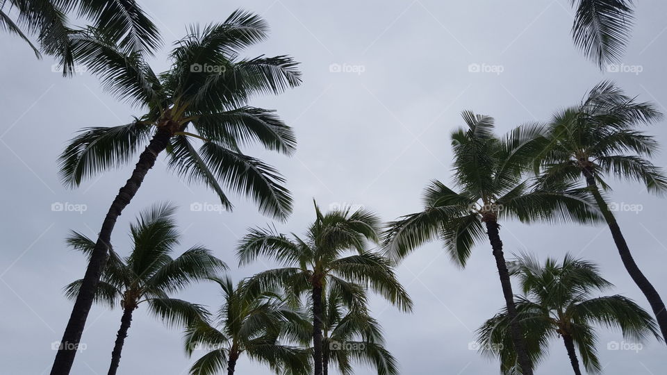 Palm trees and cloudy sky