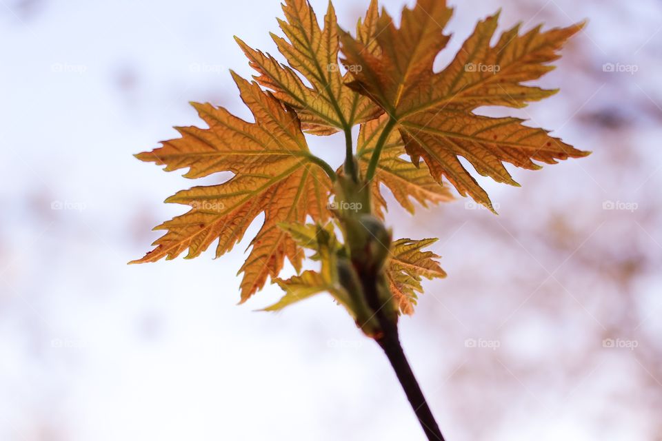 Little Maple Leaves