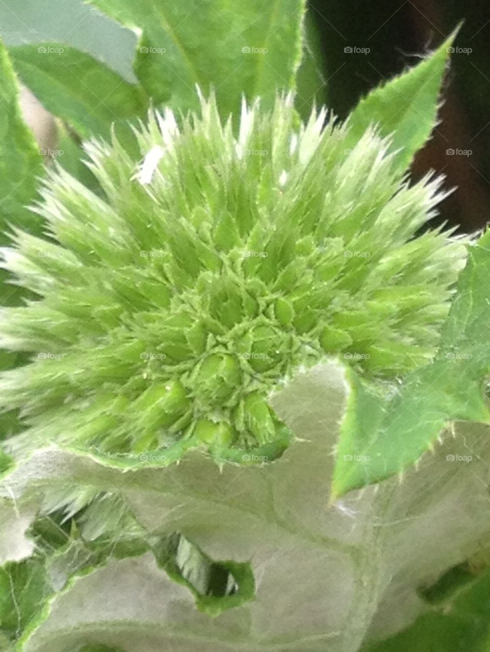 Echinops in bud