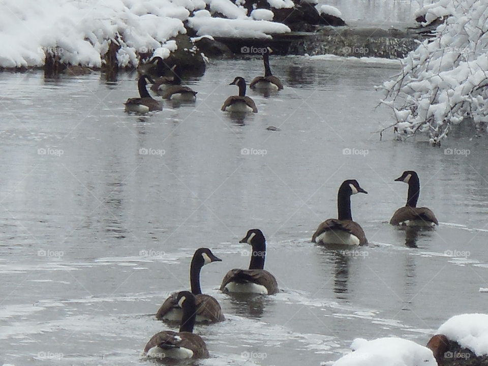 geese swimming in icy creek