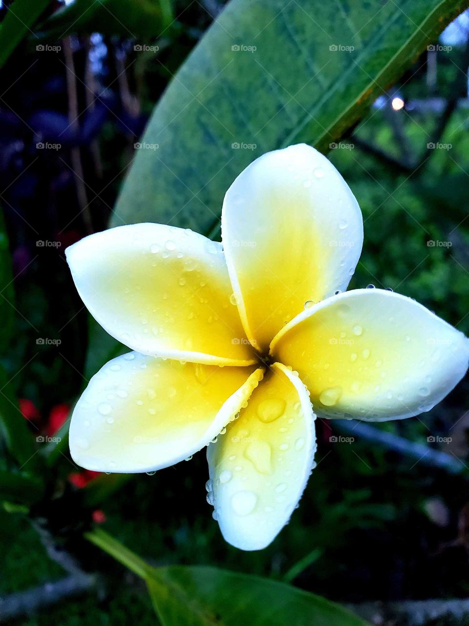 fraganti plumeria after rain