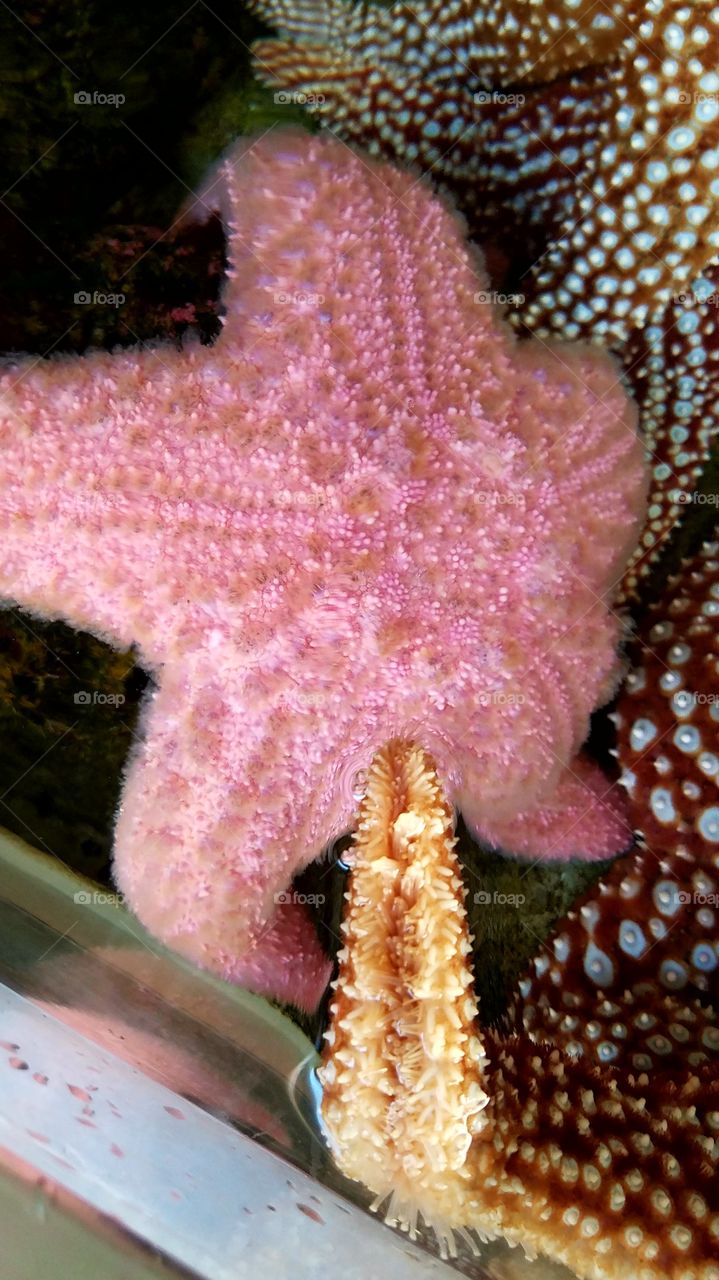 pink Starfish