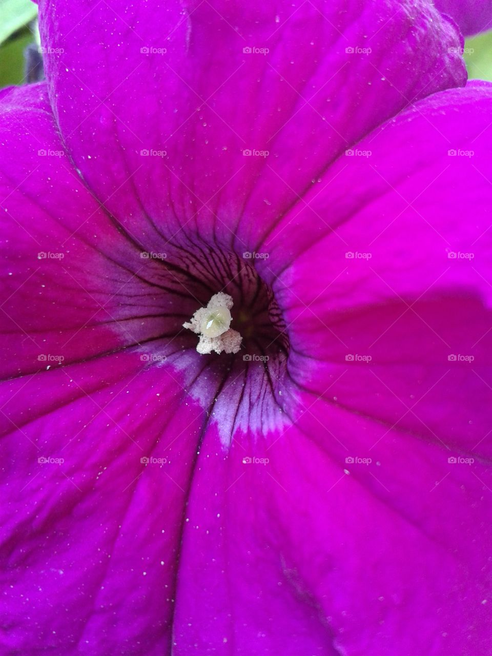 flower closeup