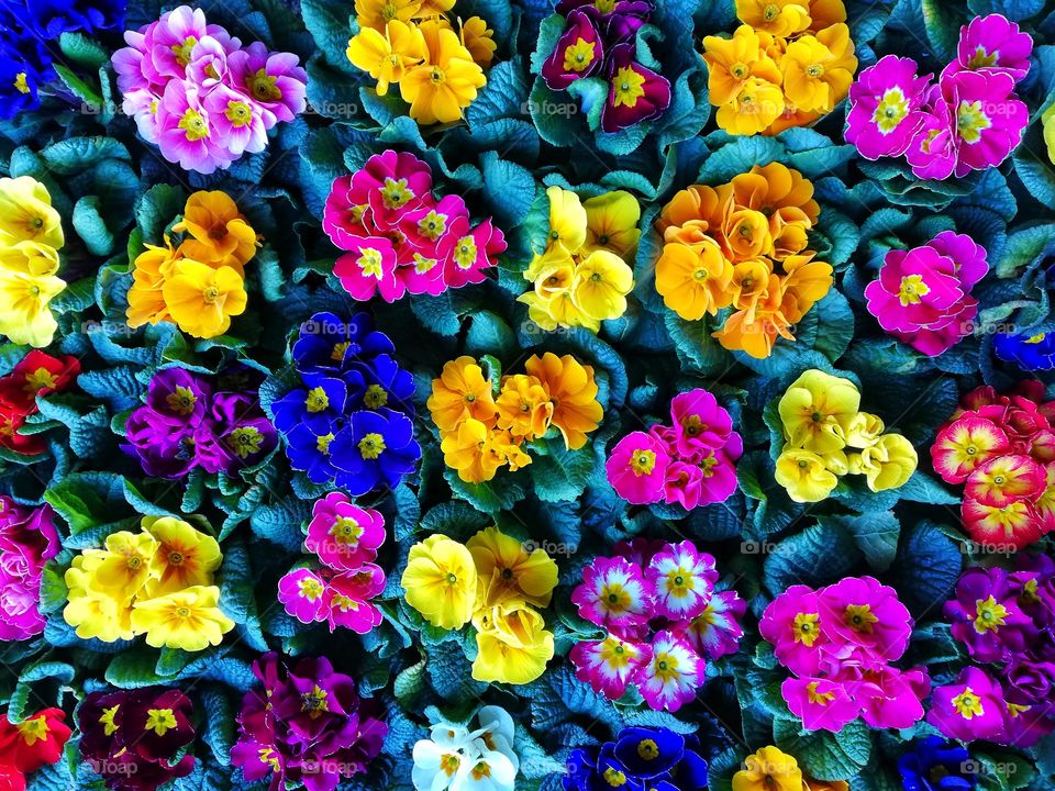 Background with many colored primroses