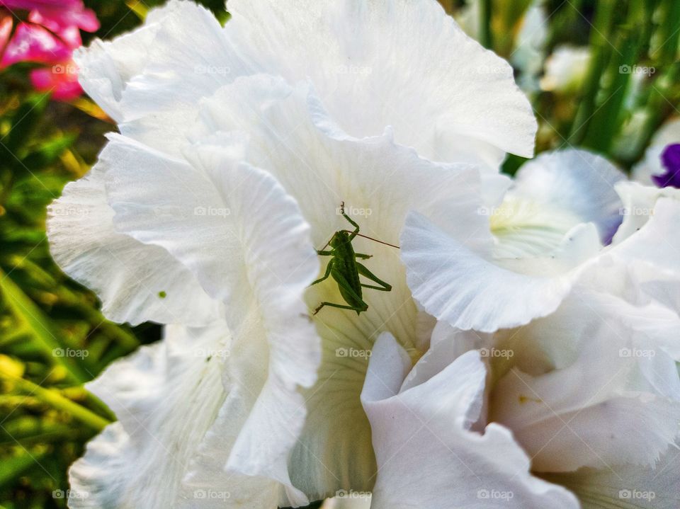 A green insect in a white iris flower.