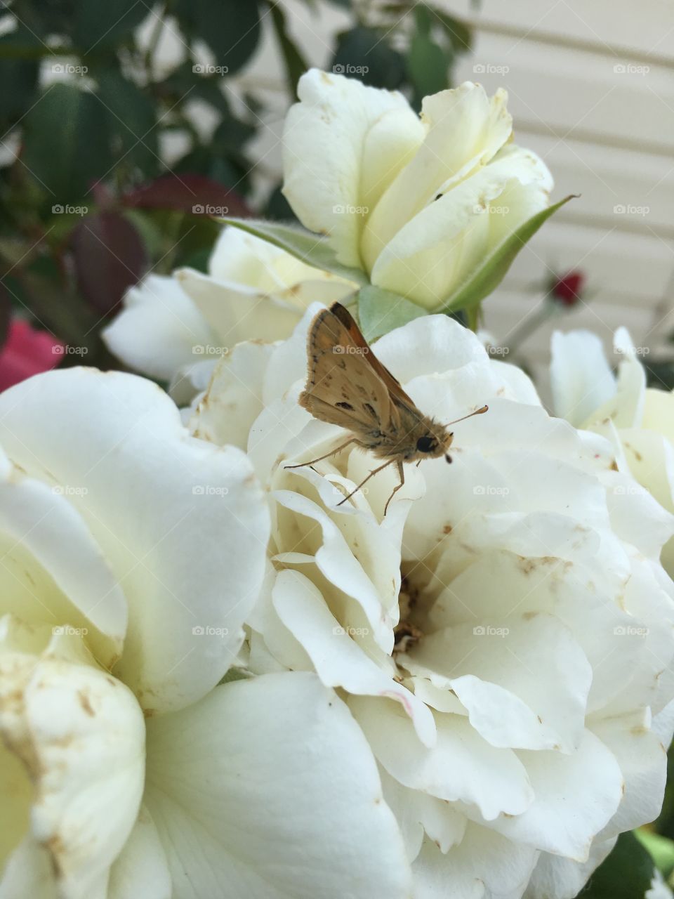 Butterfly on a white flower