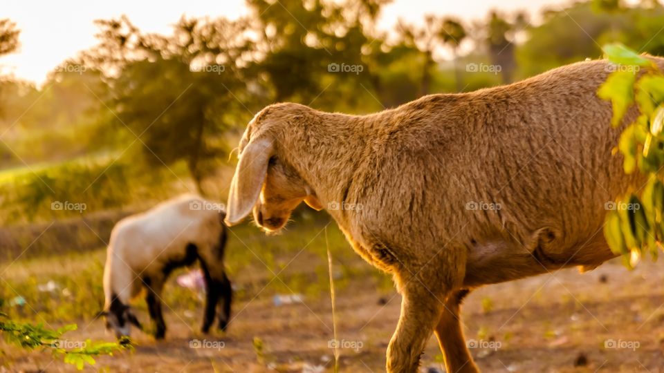 animal