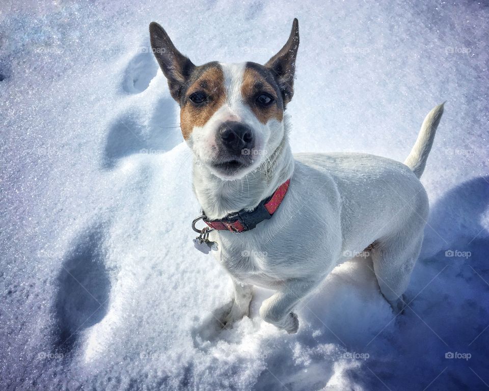 Jack Russell Terrier dog standing in snow with one paw lifted, looking intently at the camera on a sunny cold winter day. 