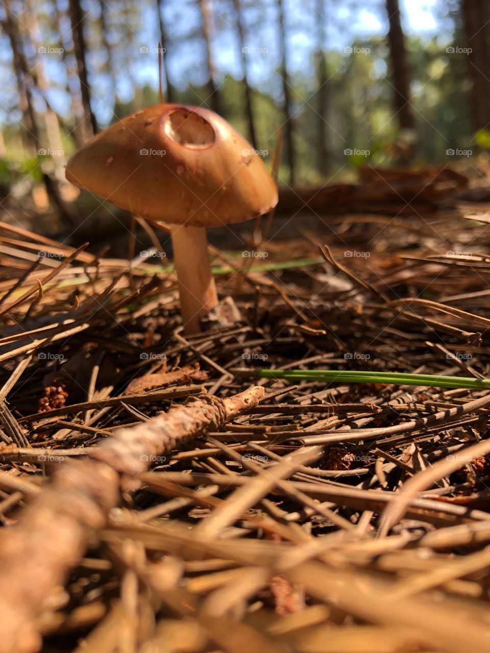 Mushroom in the Pines
