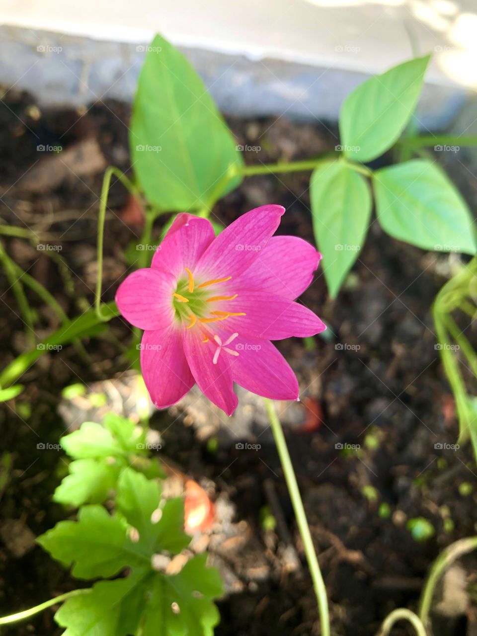 Flower # pink flower # blooming 