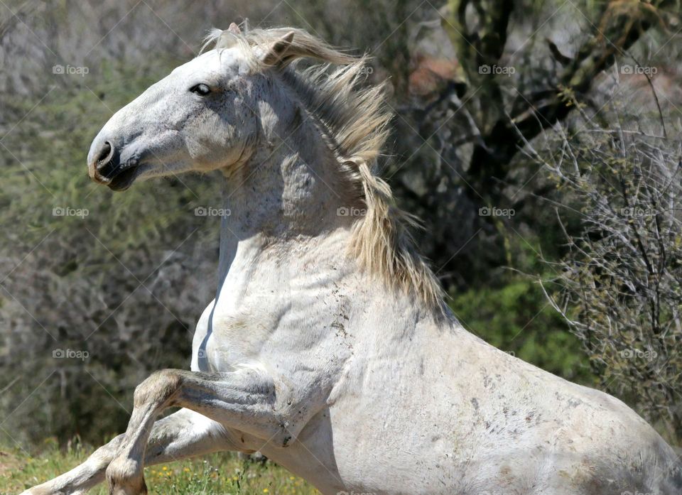 Wild Horse Rising from Bed of Flowers