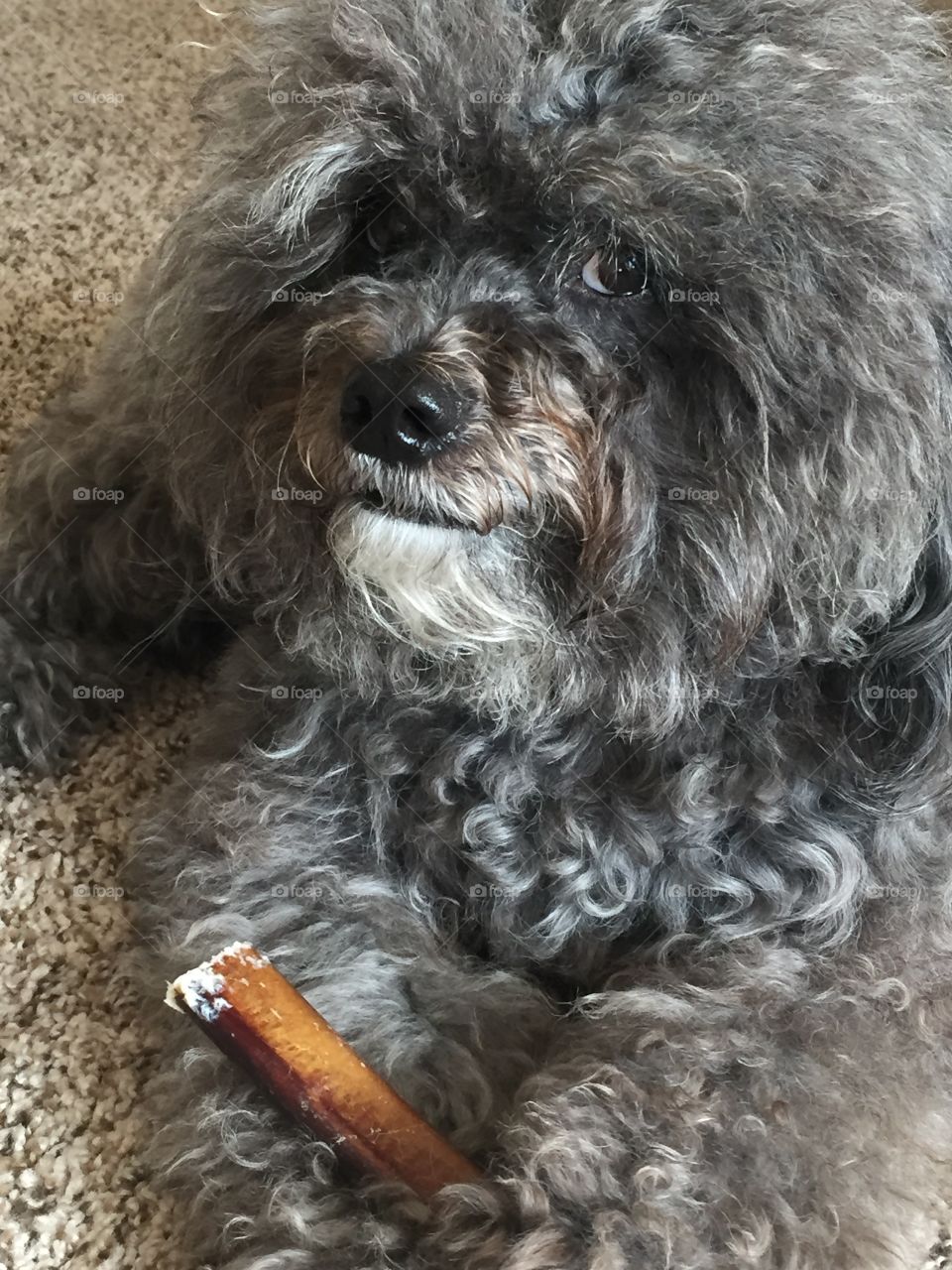 Izzy & her bone