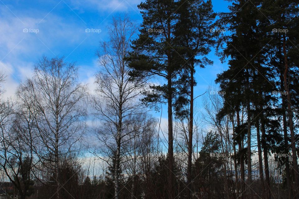 Winter landscape.  Silhouette of trees and blue sky with white clouds in the background