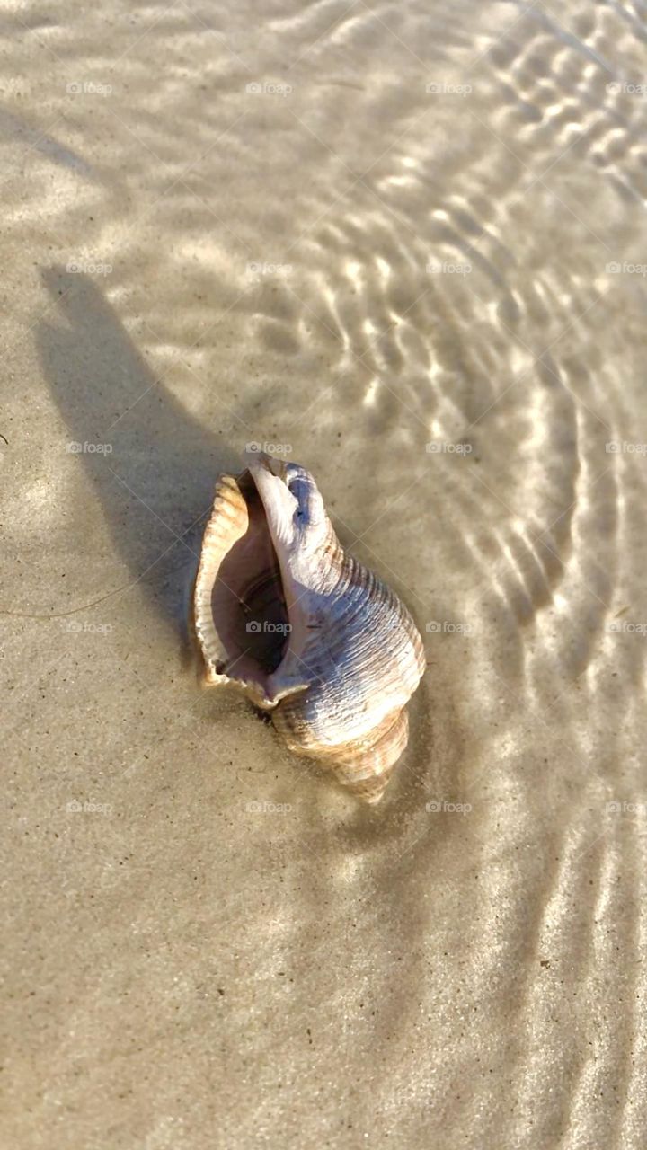 She sells sea shells on the sea shore! Look how gorgeous this shell is I found on the beach.