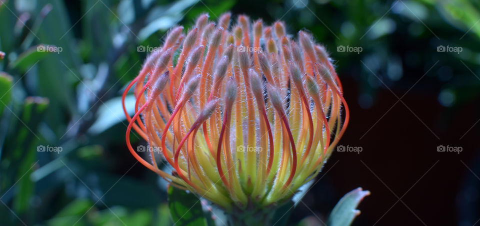 A cluster of hairy stems curling inward to make up this stunning protea flower