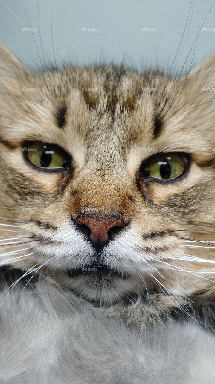 mancoon cat face close up