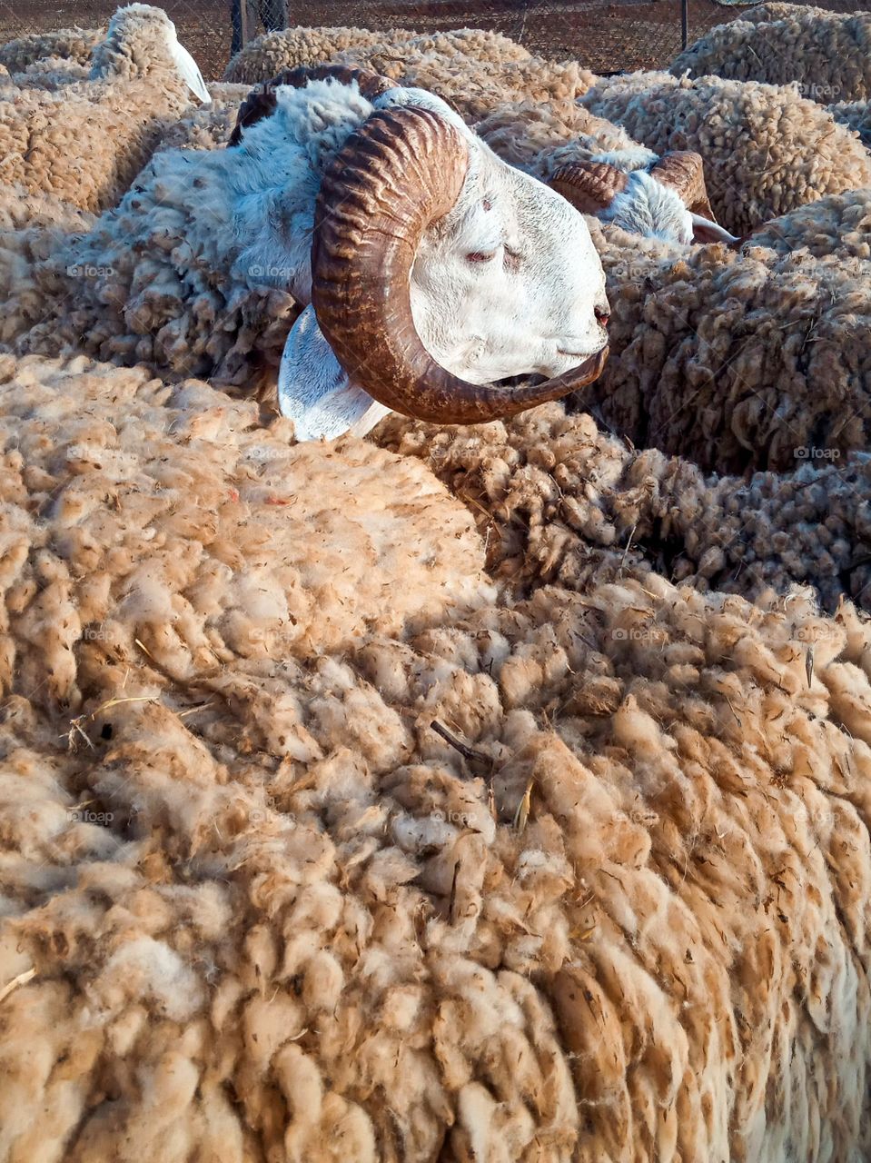 bighorns sheep