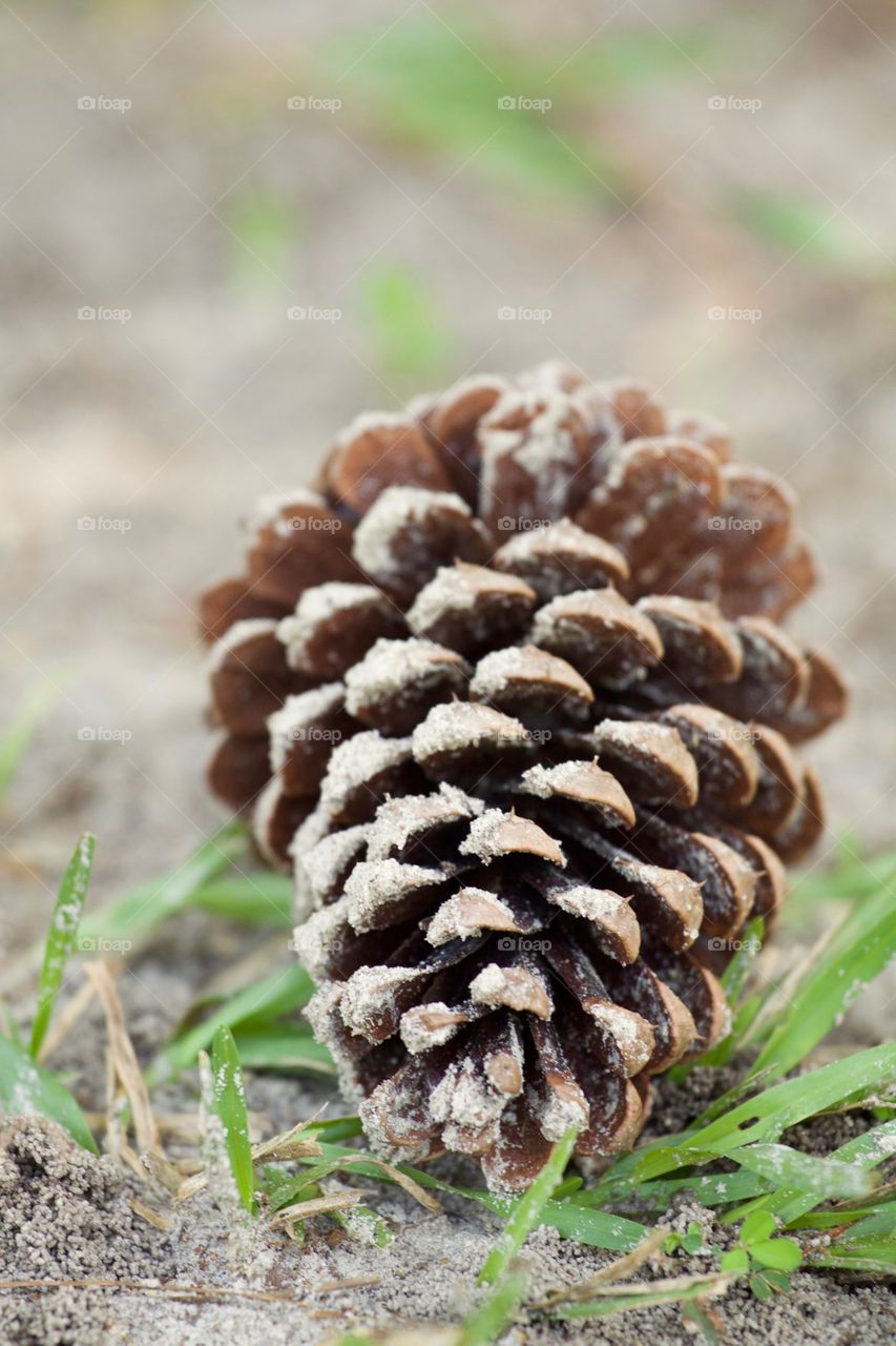 Pine cone