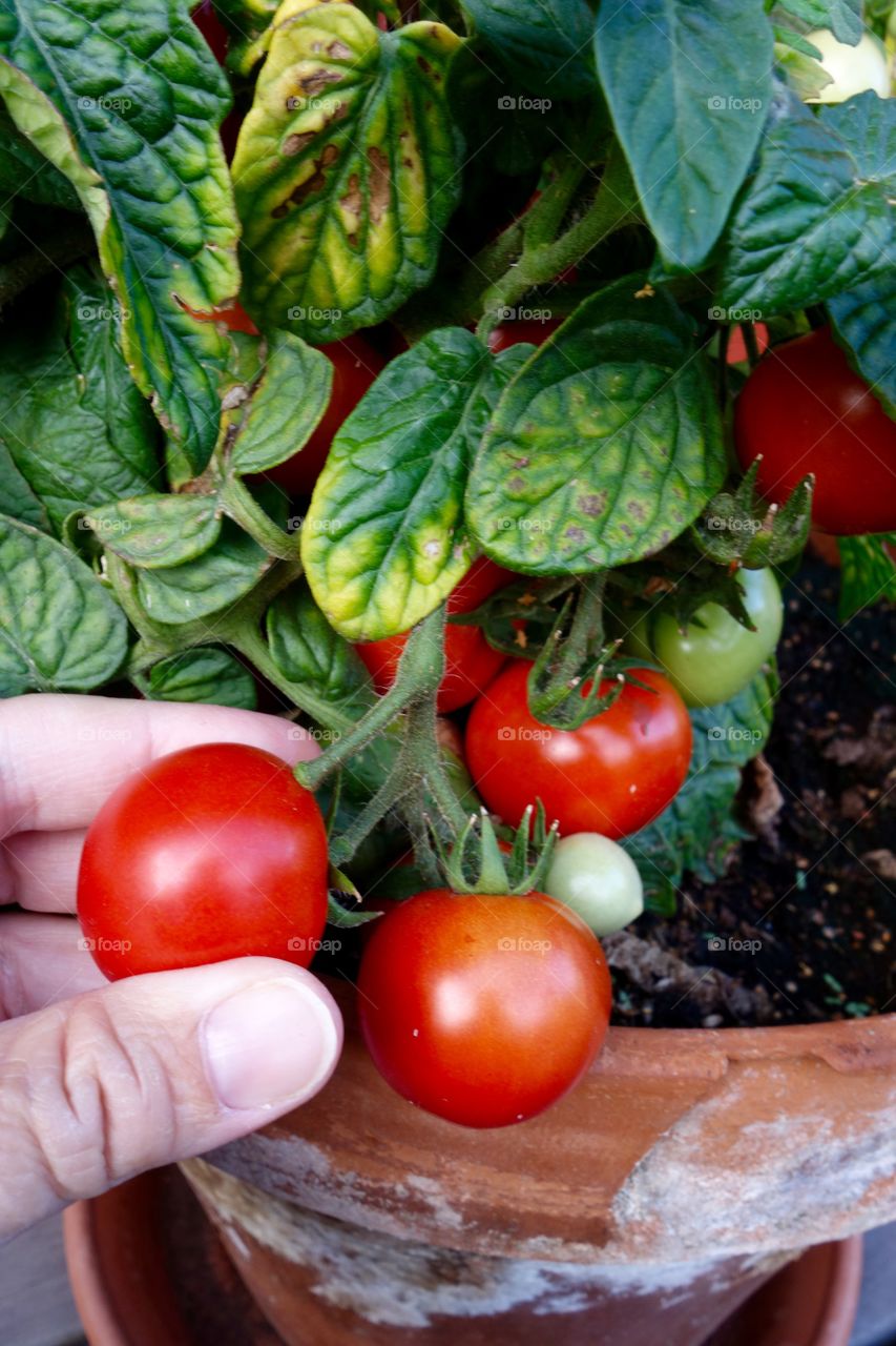 I only planted one tomato plant but it is full of tomatoes and the taste delicious.