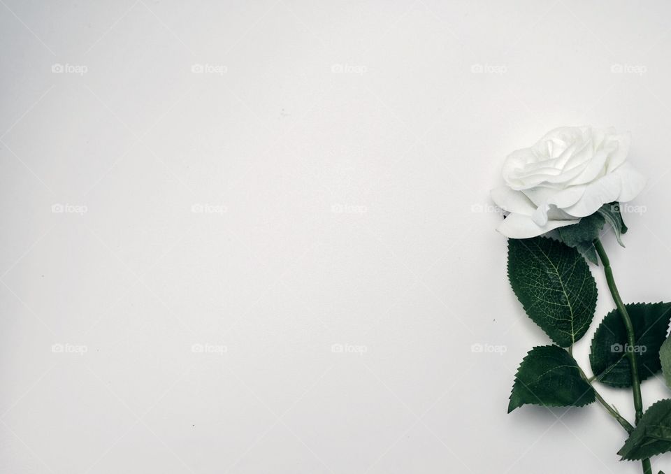 White rose with green leaves