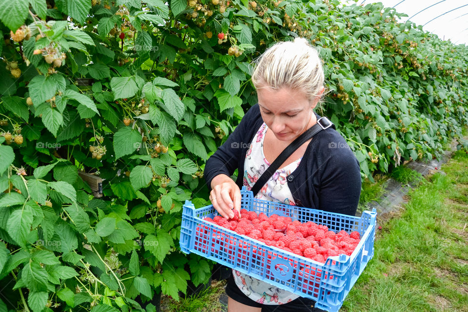 Woman picking Raspberries in a selfpicking field outside Malmö in Sweden.