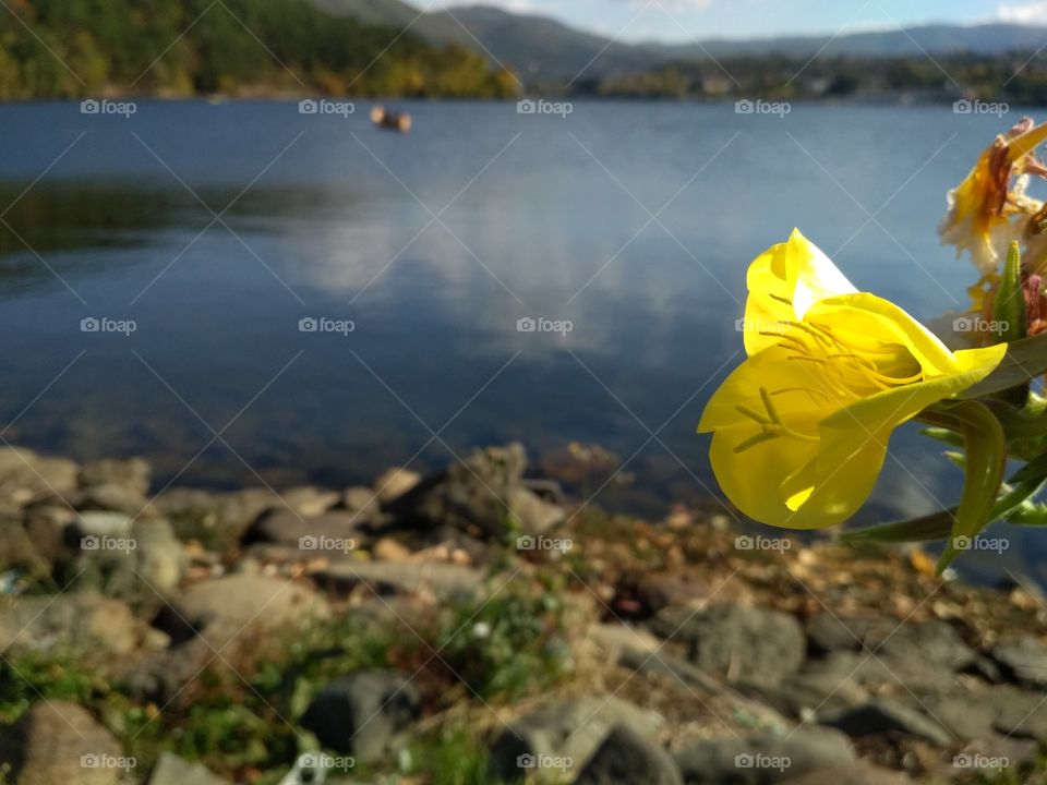 Closeup flower and lake